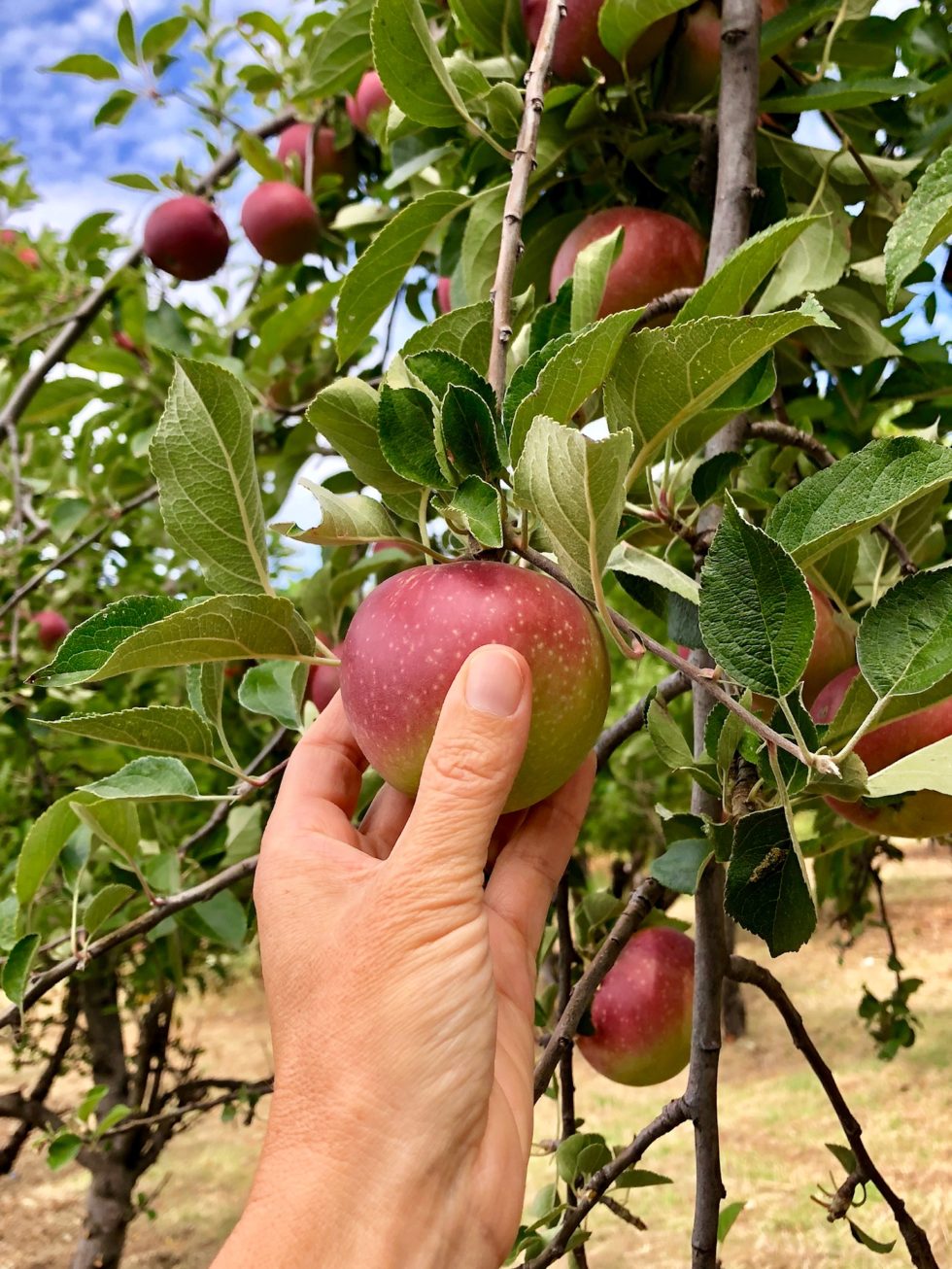 perfectly ripe apple for picking